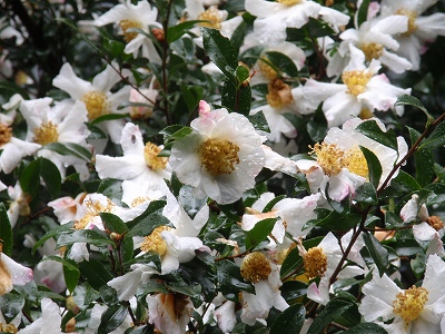 c0105785_94314.jpg