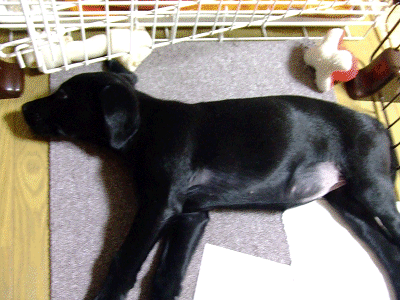 e0160787_2113598.gif