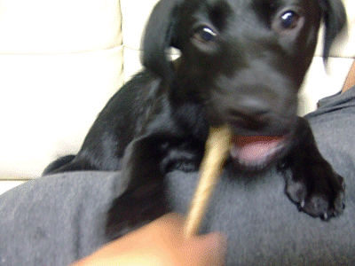 e0160787_2116753.gif