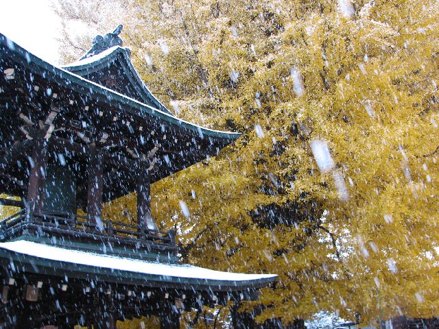 国分寺の大イチョウ　雪景色_c0036792_2329291.jpg