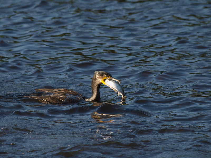 鵜の朝食_c0098793_20535254.jpg