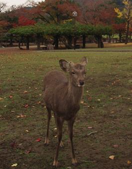 奈良公園_c0154793_20134399.jpg