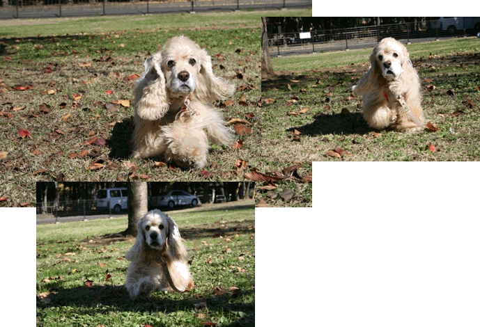 c0128303_113347.gif