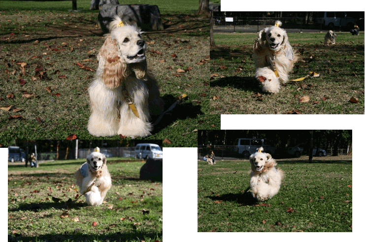c0128303_1135790.gif