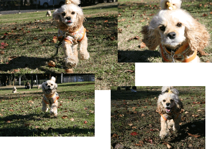 c0128303_1142736.gif