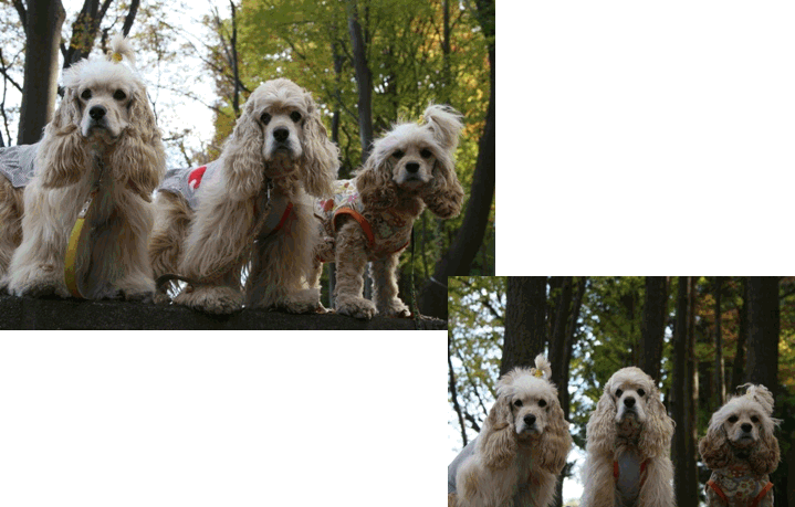 c0128303_1452492.gif
