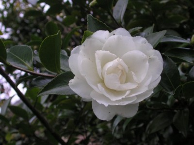 c0156104_00433.jpg