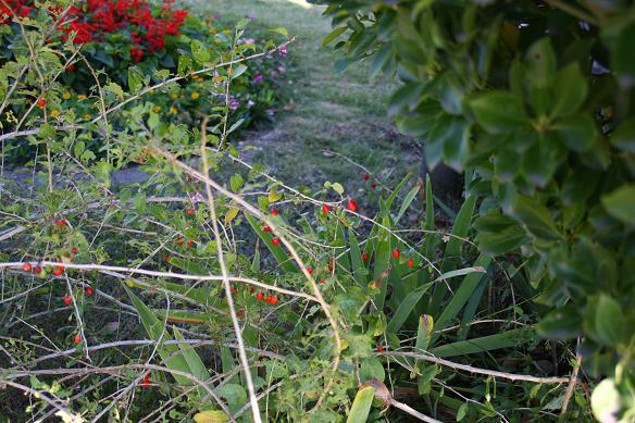 e0130008_2049349.jpg
