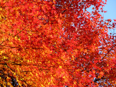 紅葉を訪ねて 宗蓮寺_e0048413_21272054.jpg