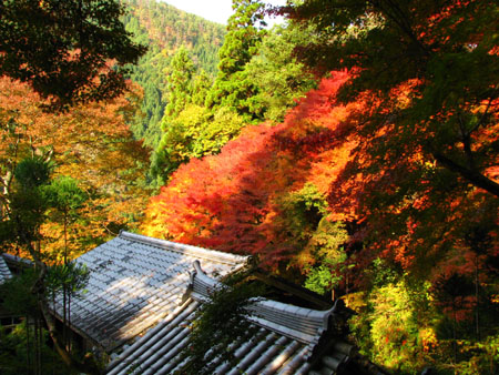 紅葉を訪ねて 宗蓮寺_e0048413_21273610.jpg