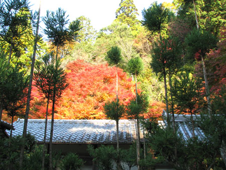 紅葉を訪ねて 宗蓮寺_e0048413_21274971.jpg