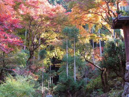 紅葉を訪ねて 宗蓮寺_e0048413_2127592.jpg