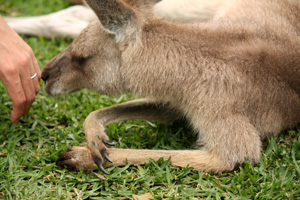 ちわっカンガルーです。_d0106014_23295791.jpg