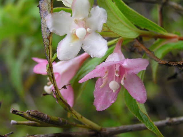 帰り花＝平戸躑躅・白丁花・木槿・箱根空木・金糸梅と野朝顔_a0037019_6322569.jpg