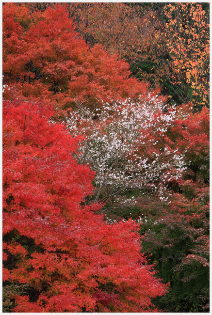 小原の四季桜　　その4_e0077631_1857435.jpg