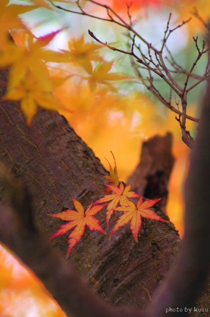 秋雅舞　－ご近所の公園の紅葉－_c0136440_21575992.jpg