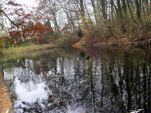 晩秋散歩（２）池と紅葉と落ち葉_c0121241_656671.jpg