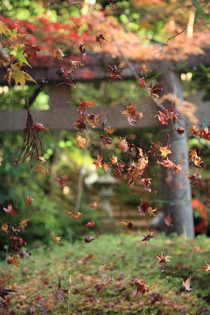 一乗寺にて　紅葉_e0157642_23114022.jpg