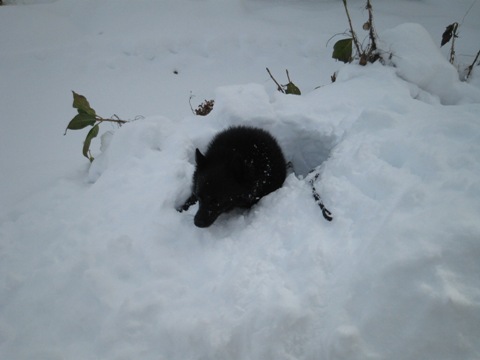 雪が積もりました_a0009750_1237448.jpg