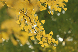 b0046050_17144412.gif