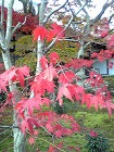 紅葉だより~NO.2_d0118053_13303954.jpg
