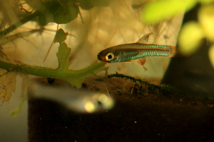 Poropanchax scheeli_a0057754_22525943.jpg