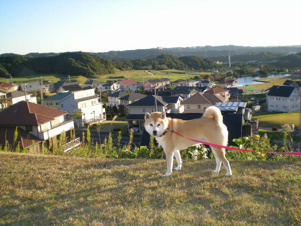2008年11月20日(木)2匹でまったり!_f0060461_13501844.jpg