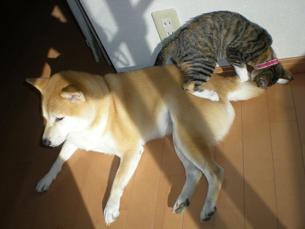 2008年11月20日(木)2匹でまったり!_f0060461_13544460.jpg