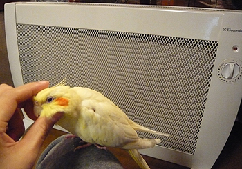 いよいよ冬かな_f0131668_2214657.jpg