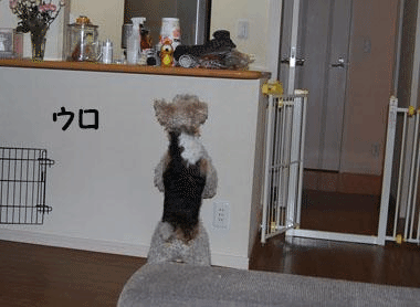 b0091373_13155379.gif
