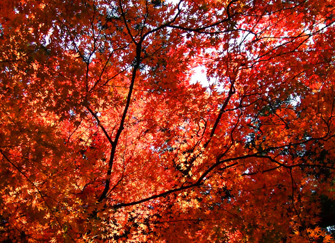 やっとはじまった紅葉の山中温泉　_d0095673_22501560.jpg