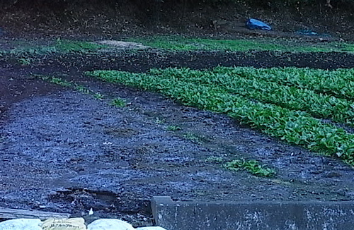 a0061977_15361198.jpg