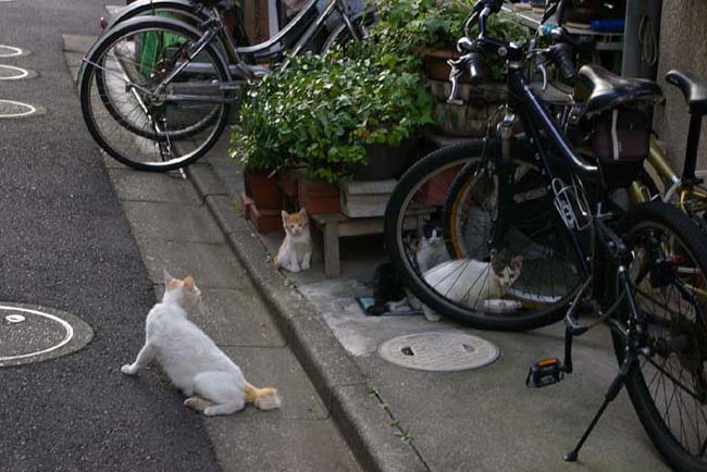 下町の路地と野良猫_f0130879_2354492.jpg