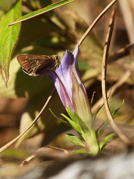 b0053192_1723876.gif