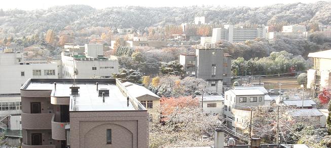 イチョウの葉の絨毯　と　鮭の産卵_f0075595_23413474.jpg