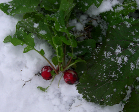 なんと，初雪が大雪に_c0151898_10423844.jpg