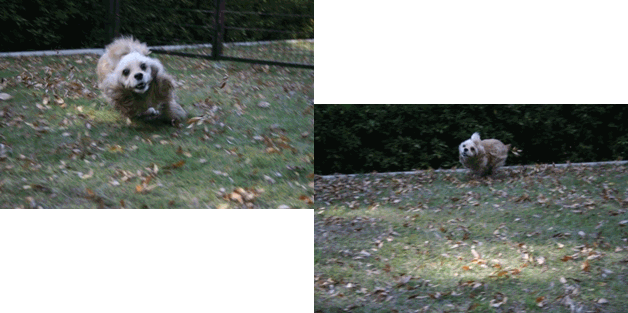 c0128303_1257694.gif
