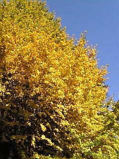 d0052904_1618258.jpg