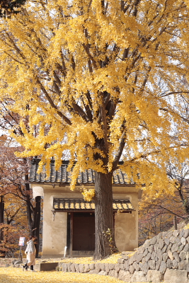 Maidenhair Tree_e0138008_9472522.jpg