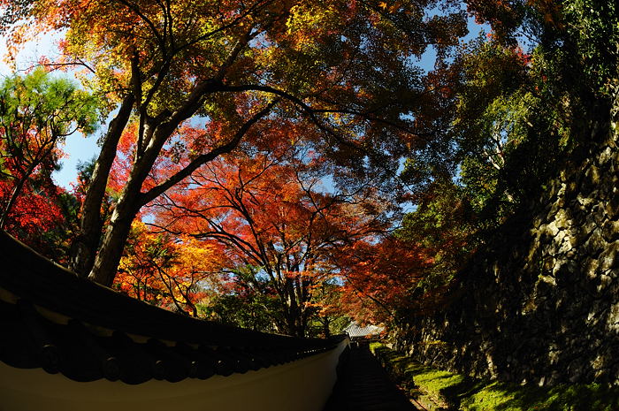 2008・京都の紅葉　善峰寺編其の一_f0032011_195825.jpg