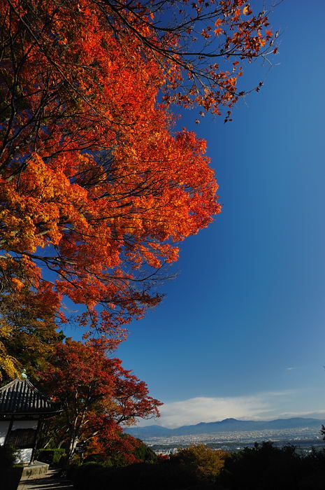 2008・京都の紅葉　善峰寺編其の一_f0032011_19594272.jpg