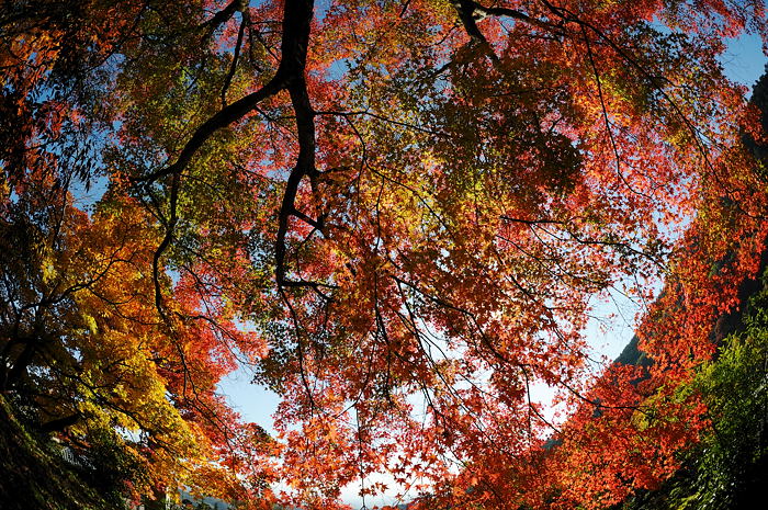 2008・京都の紅葉　善峰寺編其の一_f0032011_20135260.jpg