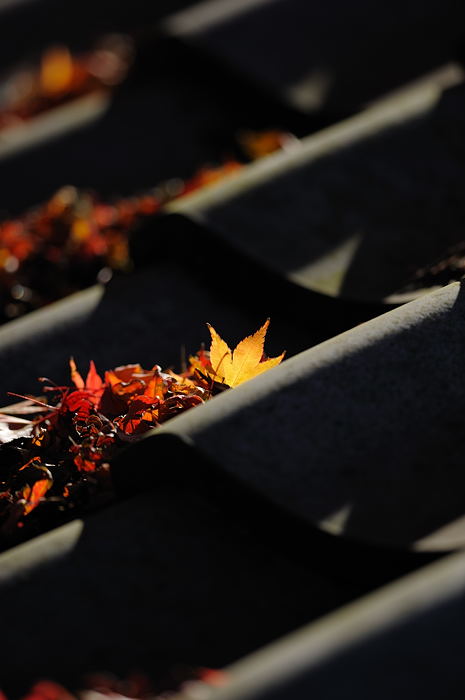 2008・京都の紅葉 善峰寺編其の一_f0032011_201855.jpg