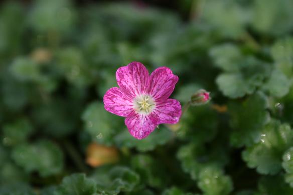 庭の花たち_d0150720_965422.jpg