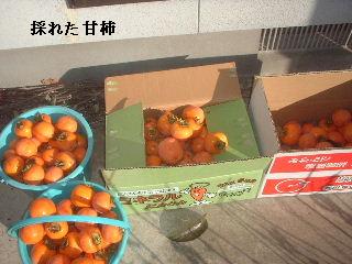 甘柿と月桂樹他_f0031037_17105663.jpg