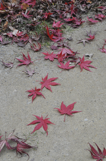 c0093046_722369.gif