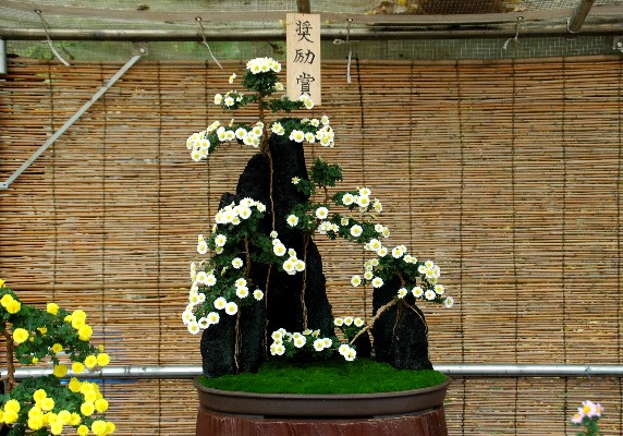 　　菊 花 展_b0093754_052042.jpg