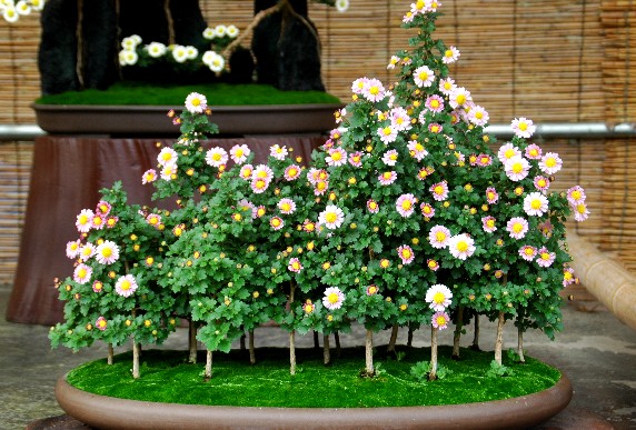 　　菊 花 展_b0093754_05813.jpg