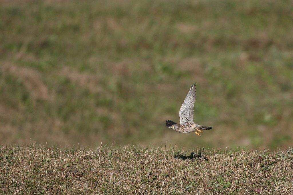 チョウゲンボウ　飛び立ち～ 飛翔_f0132959_1785319.jpg