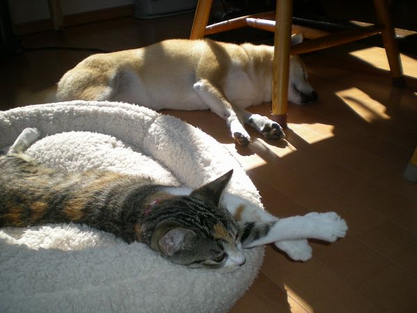 2008年11月21日(金)あっ、また心ちゃんが・・・!_f0060461_15151042.jpg